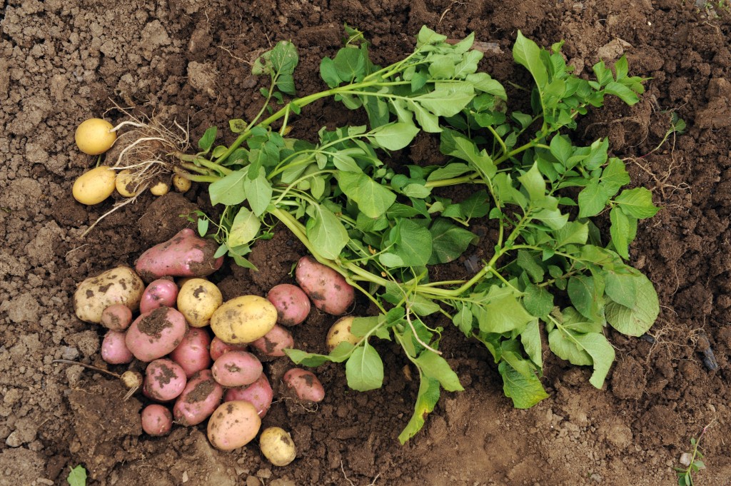 Čo potrebujú skoré zemiaky v júni