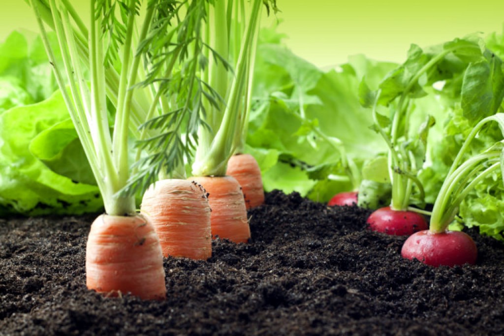 Zeleninová záhrada: Opatrenia po výseve