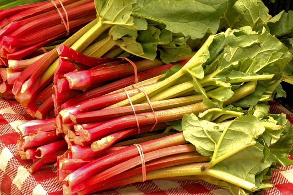 Rebarbora je jeden z najzdravších druhov zeleniny