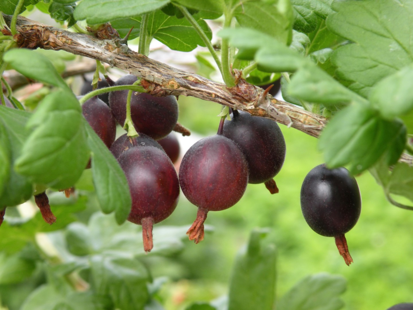 Ivan Hričovský: Drobné ovocie na severe