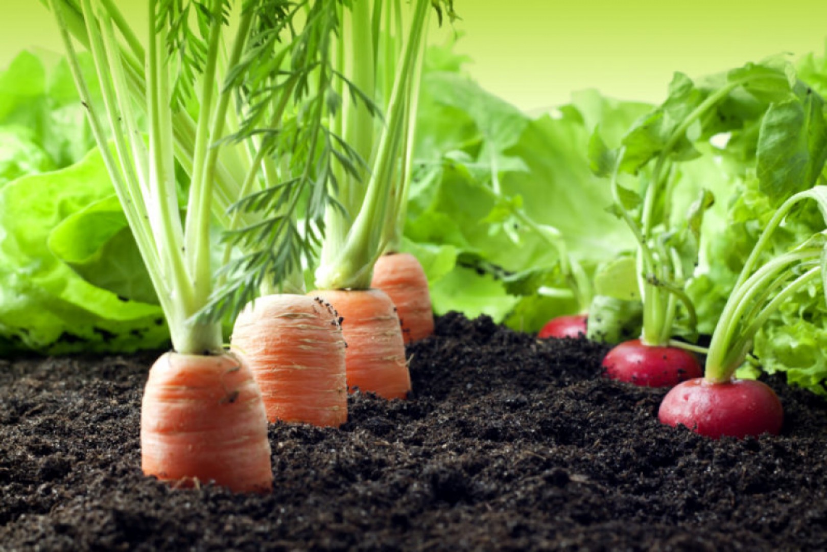 Zeleninová záhrada: Opatrenia po výseve