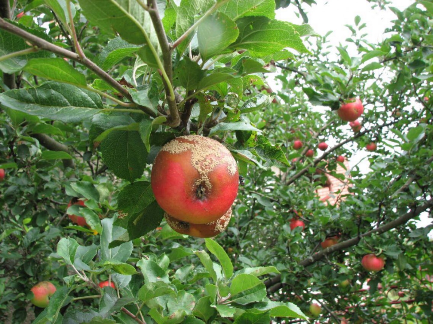 Aké choroby jabloní nám hrozia?