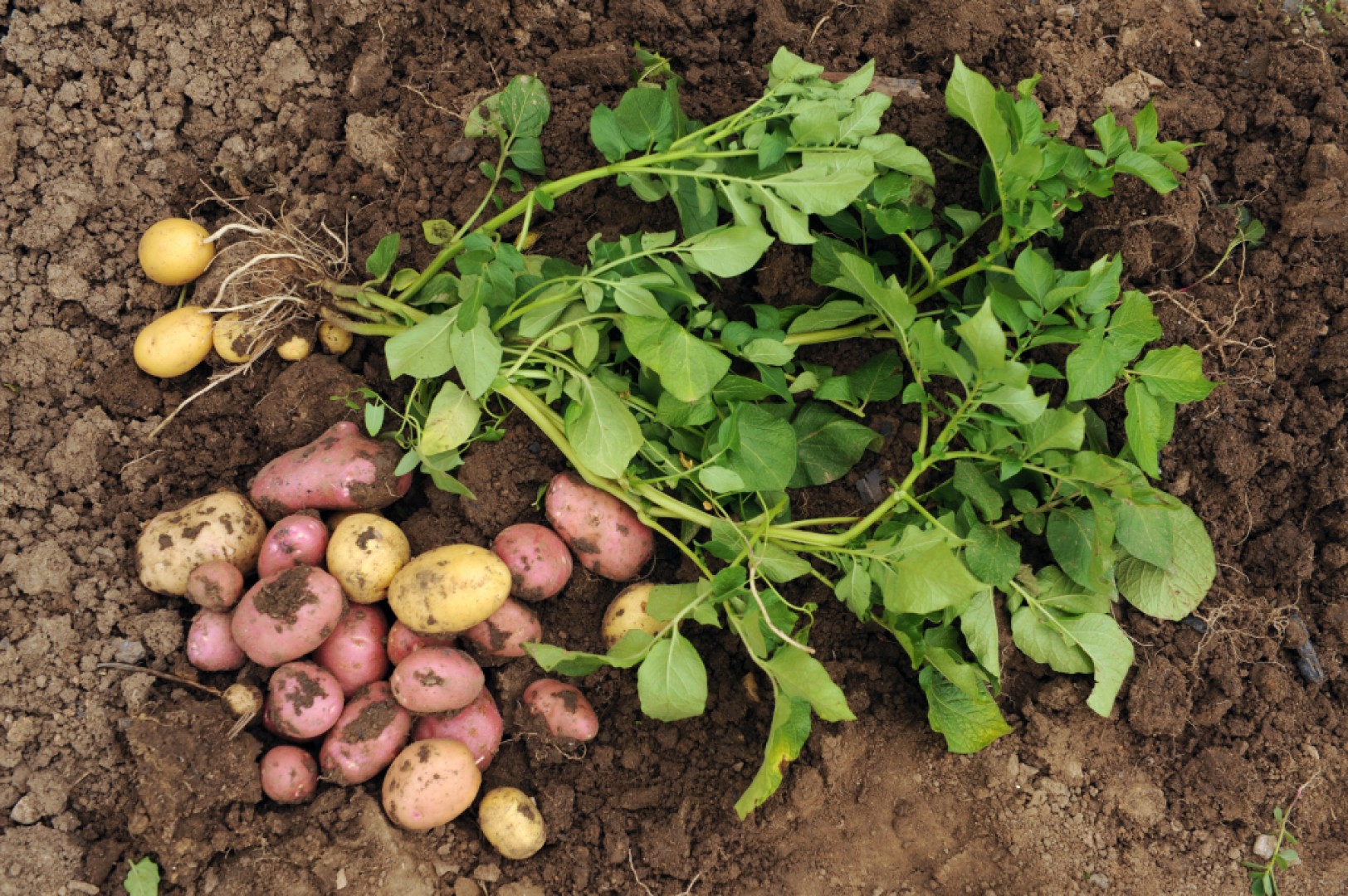Čo potrebujú skoré zemiaky v júni