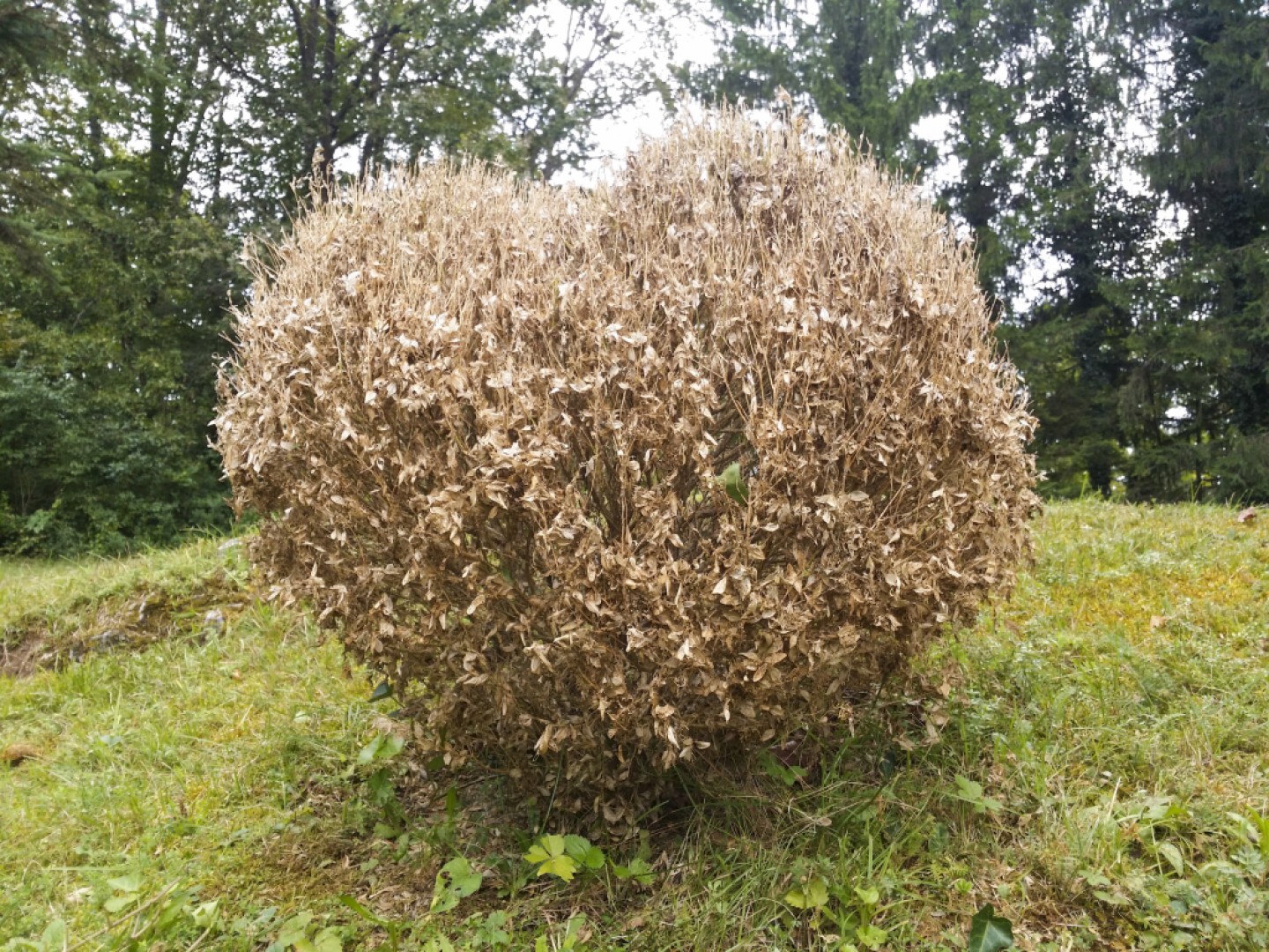 Nebezpečná Vijačka krušpánová ničí kríky krušpánu