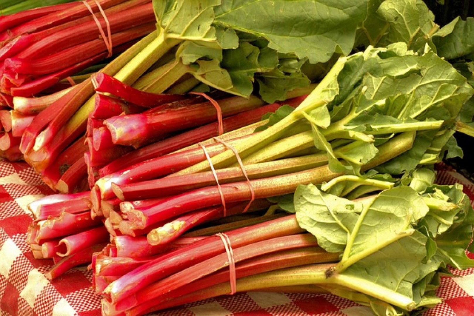 Rebarbora je jeden z najzdravších druhov zeleniny