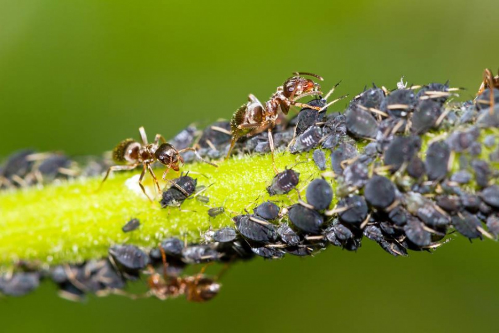 Vošky a mravce sú veľký záhradkársky problém