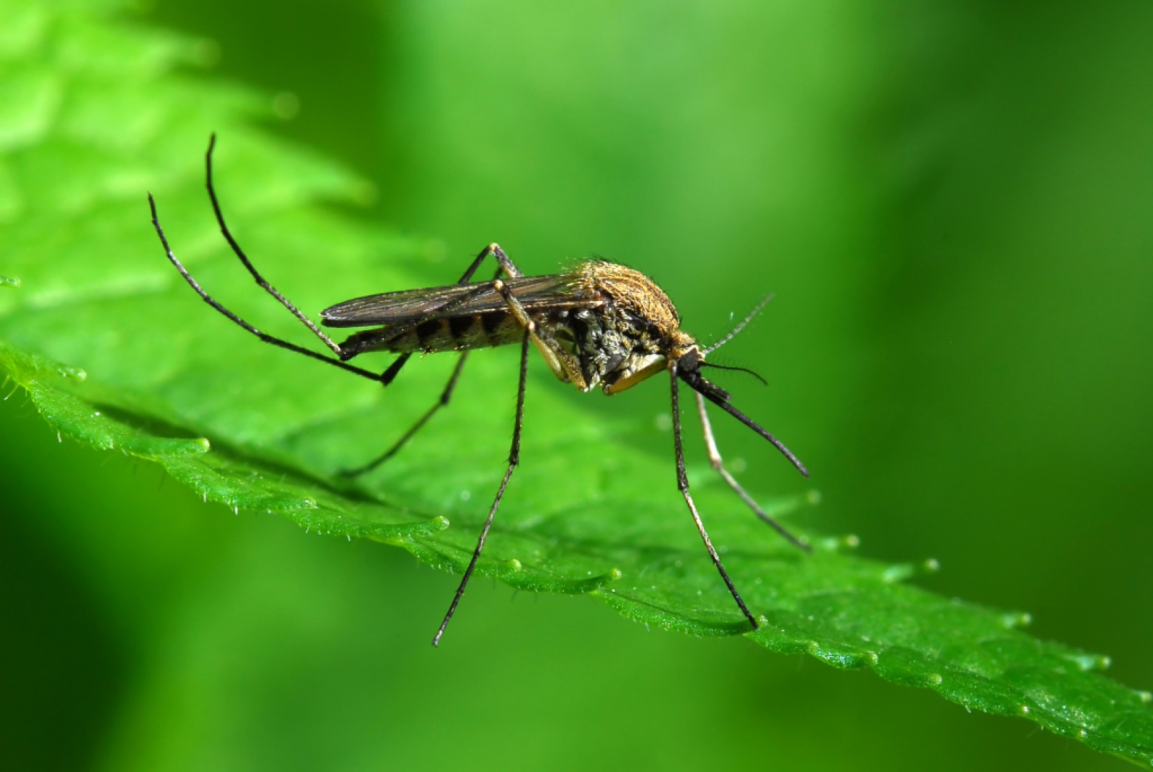 Trápia vás komáre? Ako sa pred nimi chrániť?