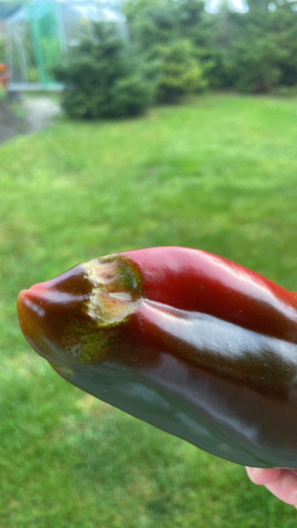 Čo spôsobuje poškodenie papriky?