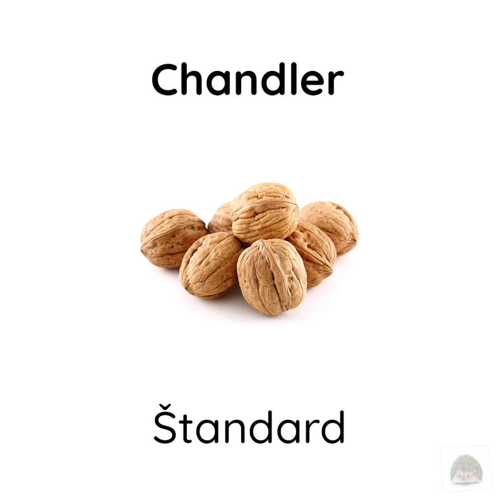 Vlašské orechy nelúpané odroda Chandler  - standard