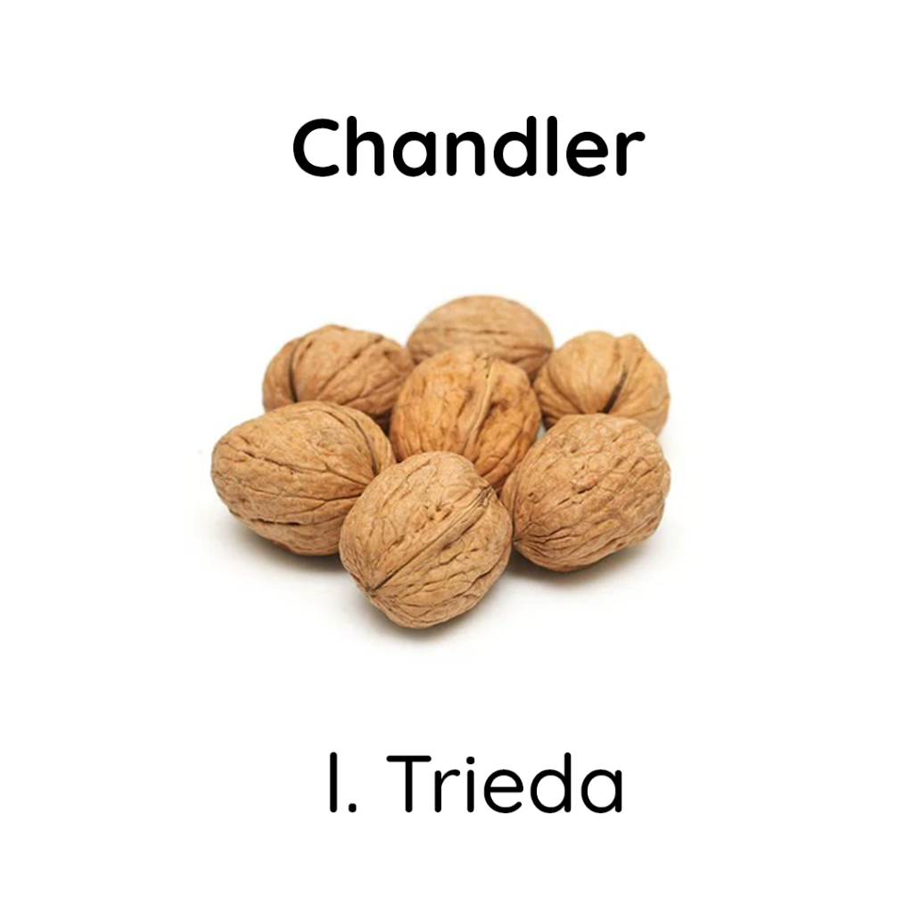 Vlašské orechy nelúpané odroda Chandler  - 1. trieda